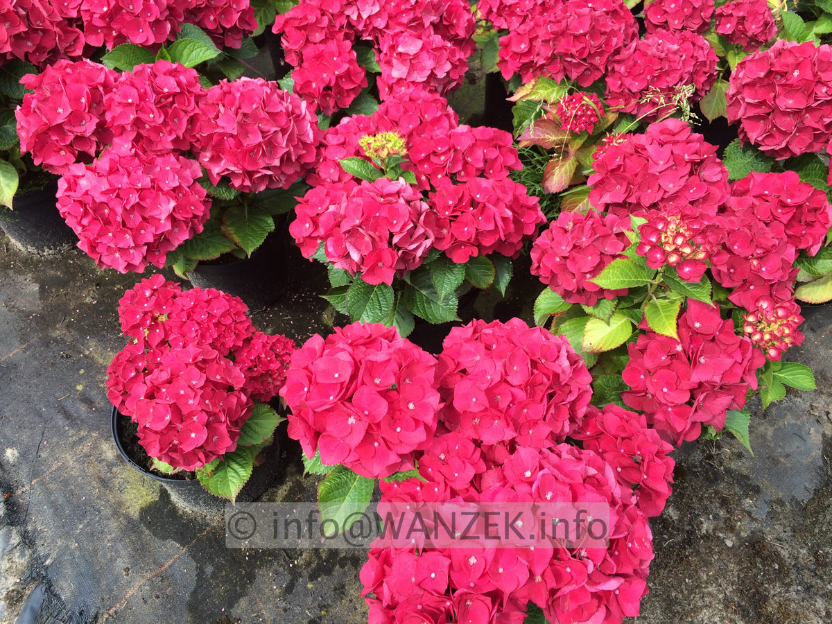 Hydrangea macrophylla Hot Red.JPG